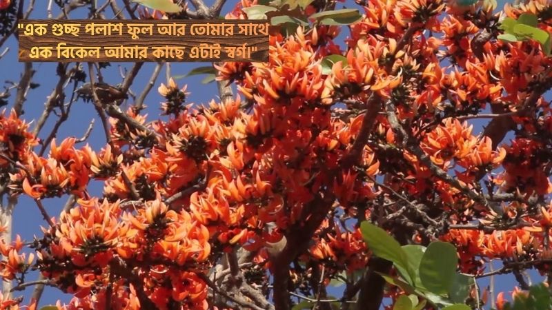 পলাশ ফুল নিয়ে রোমান্টিক স্ট্যাটাস