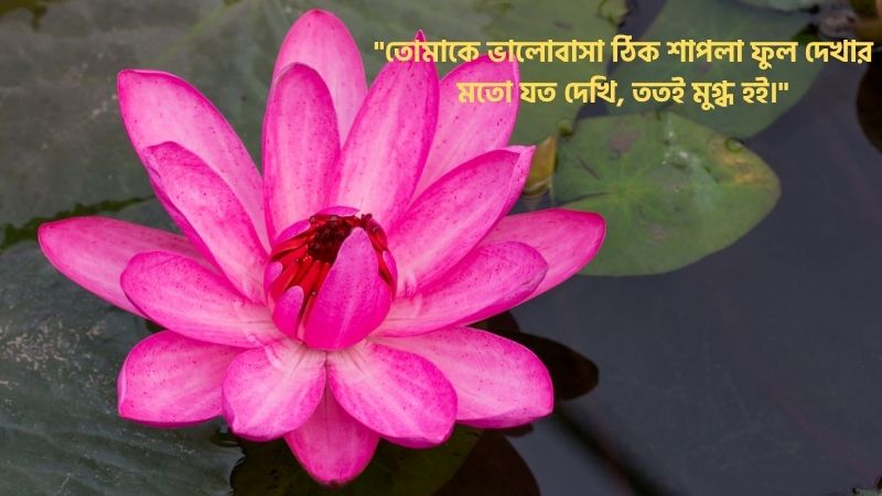 শাপলা ফুল নিয়ে ভালোবাসার ক্যাপশন