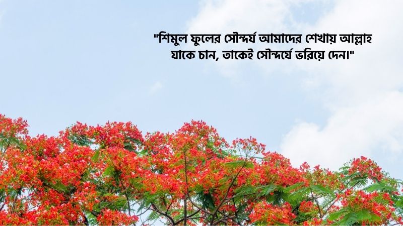 শিমুল ফুল নিয়ে ইসলামিক স্ট্যাটাস