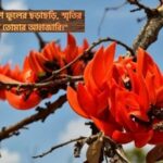 পলাশ ফুল নিয়ে ক্যাপশন