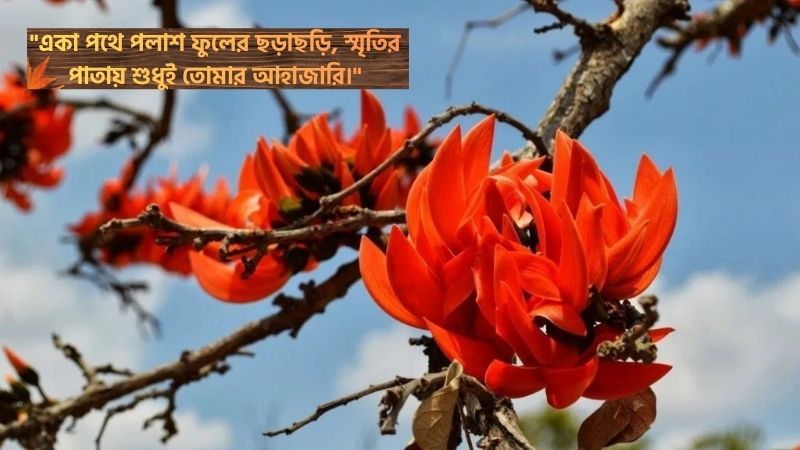 পলাশ ফুল নিয়ে ক্যাপশন