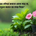 সৌন্দর্য নিয়ে স্ট্যাটাস