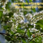 কৃষ্ণচূড়া ফুল নিয়ে ক্যাপশন