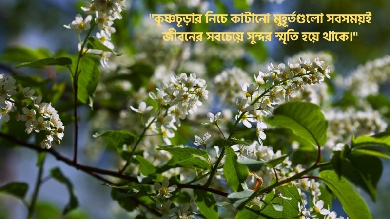 কৃষ্ণচূড়া ফুল নিয়ে ক্যাপশন