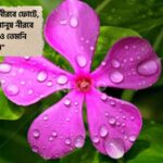 নয়নতারা ফুল নিয়ে উক্তি