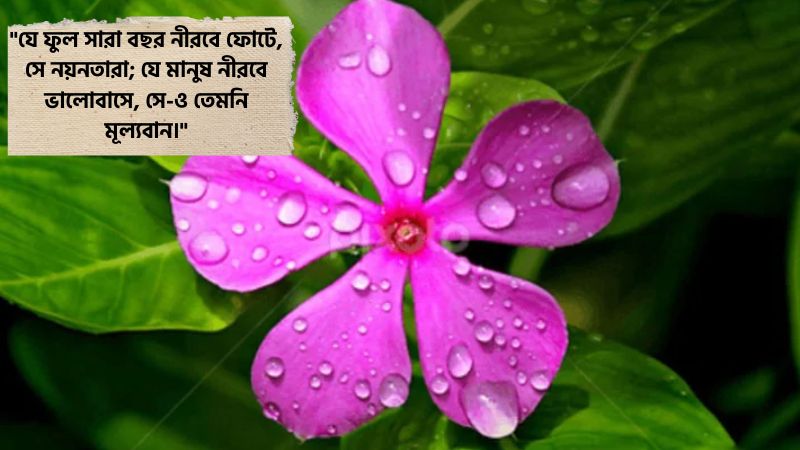 নয়নতারা ফুল নিয়ে উক্তি