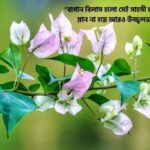 বাগান বিলাস ফুল নিয়ে উক্তি