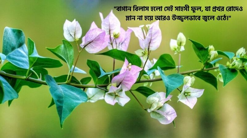 বাগান বিলাস ফুল নিয়ে উক্তি