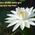 শাপলা ফুল নিয়ে রোমান্টিক ক্যাপশন