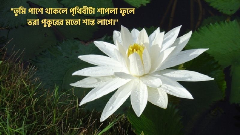 শাপলা ফুল নিয়ে রোমান্টিক ক্যাপশন