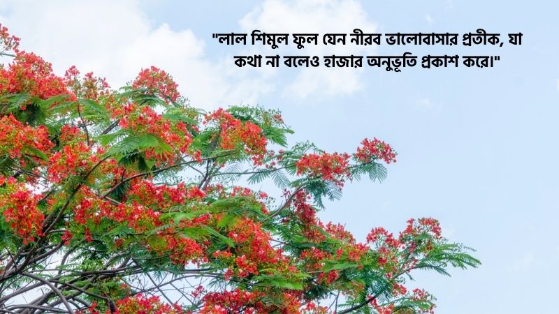শিমুল ফুল নিয়ে স্ট্যাটাস