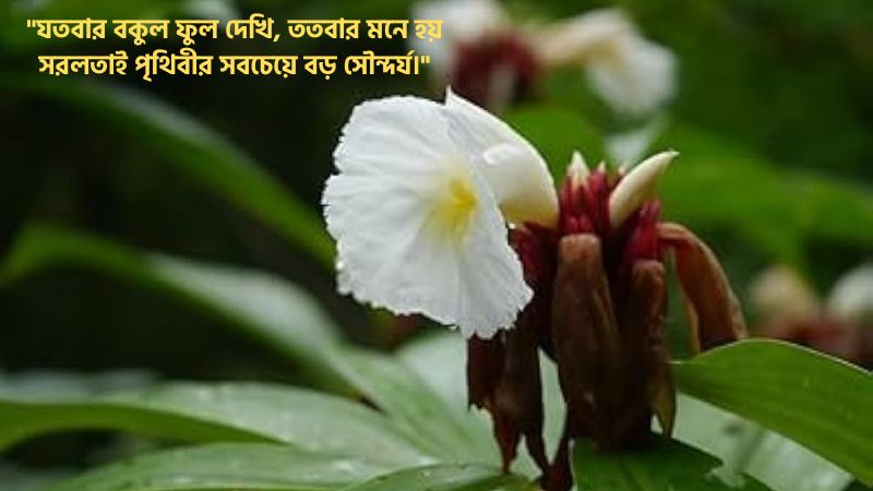 বকুল ফুল নিয়ে ক্যাপশন