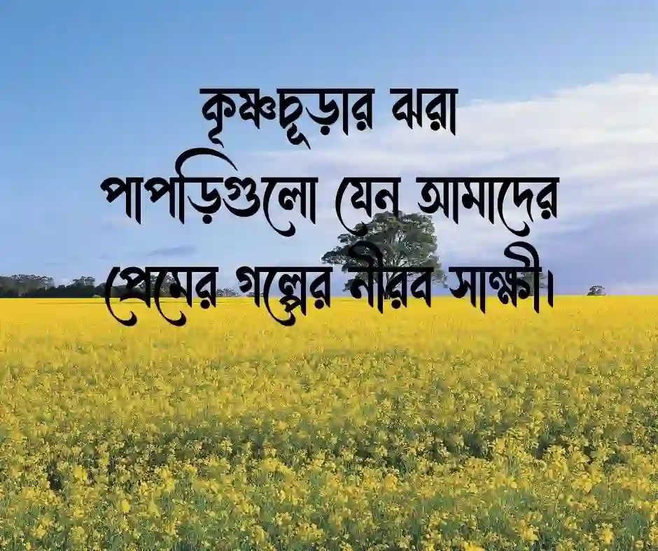 কৃষ্ণচূড়া ফুল নিয়ে রোমান্টিক স্ট্যাটাস