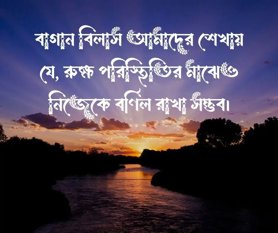 বাগান বিলাস ফুল নিয়ে উক্তি