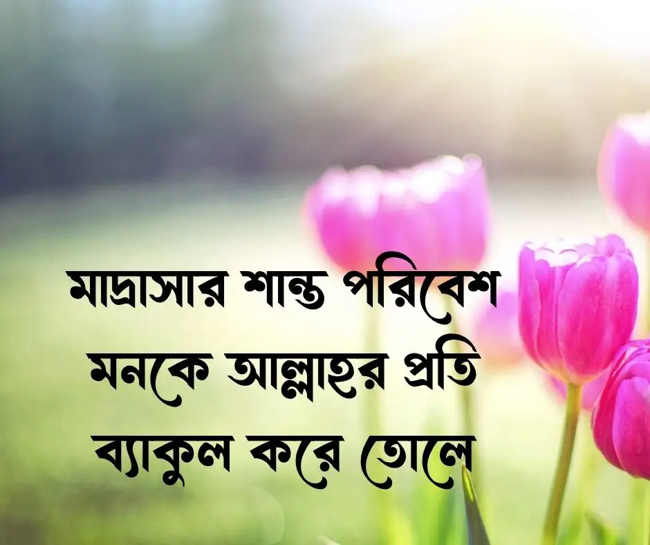 মাদ্রাসা নিয়ে স্ট্যাটাস
